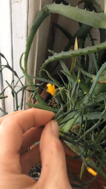 Самый древний цветок псилот расцвёл ! смотреть онлайн