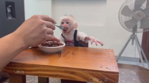 Обезьянка кроха БУКАШКА одна дома налазилась на четырех Повисела Нашла папу Кушает с ложки Умничка