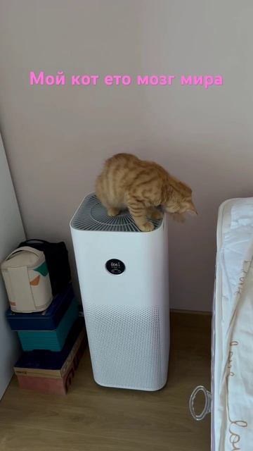 Милашка он научился включать увлажнитель чтобы в попк смотреть онлайн