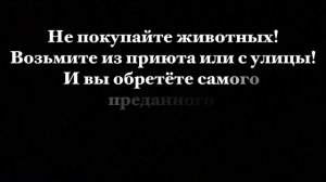 Всемирный день домашних животных-30.11.2024