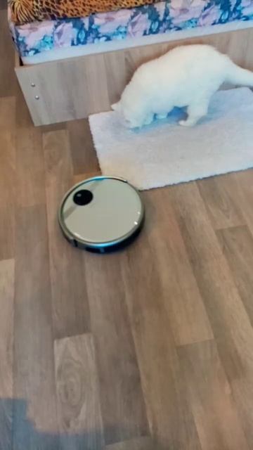 Робот пылесос пытается подкатить к коту Мартину. смотреть онлайн