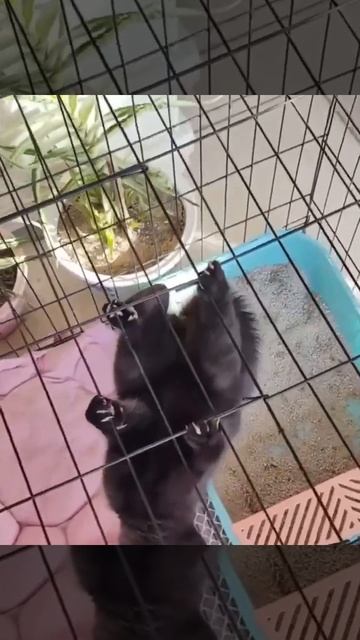 Новый вид летучих мышей смотреть онлайн