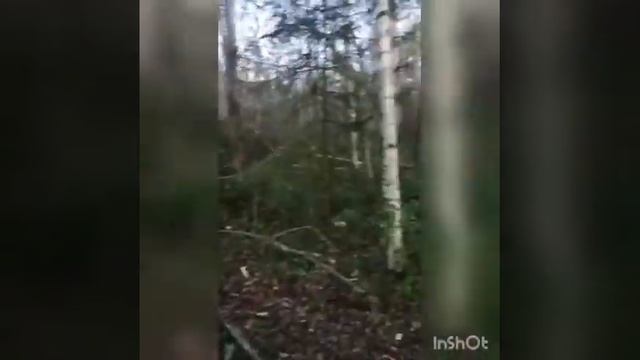 Охота по перу 03.10.2020 г. Лесорубы ох... ели))) смотреть онлайн