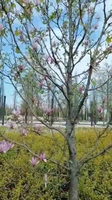 #shorts Любуемся картиной виолами //море анютиных глазок/ смотреть онлайн