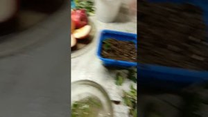 Осеннее черенкование хризантемы