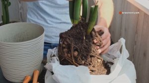 Пересадка Замиокулькаса в Домашних Условиях 🌿