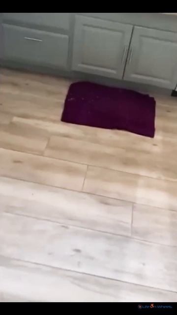 Доигралась😀 #shorts #shortsfeed #shortvideo #instagram #virtualreality #приколы #юмор #gaming #live смотреть онлайн