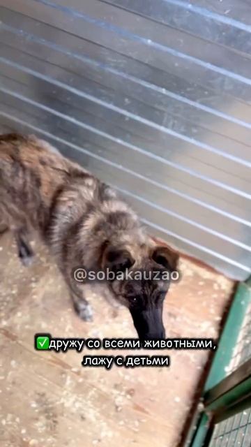 Ася из приюта Щербинка ищет хозяев.