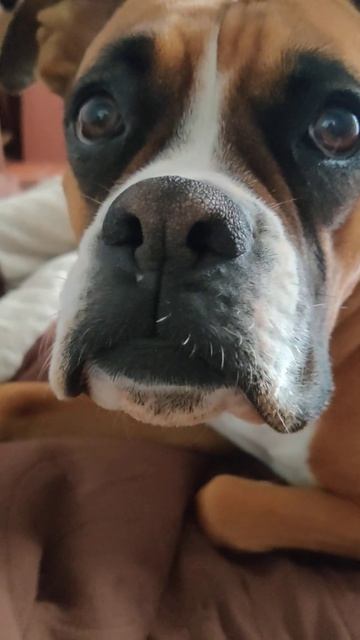 Собака Луна любит шоколад) ПОДПИСЫВАЙСЯ) смотреть онлайн