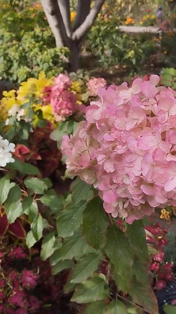 Яркие краски осени ! смотреть онлайн