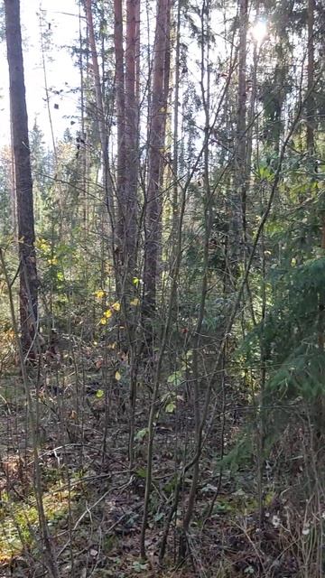 #калужскаяобласть #лес #деревья #ель #сосны #природа #ос смотреть онлайн