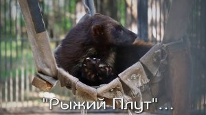 Росомаха, которую мы назвали "Рыжий Плут" снова нежится в гамаке, который любили Фима и Дуся.