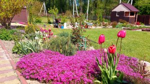 Шикарное цветение шиловидных флоксов🌸💜🦋.Доделала зону прудика.Аисту быть!
#обзордачи#дачныебудни