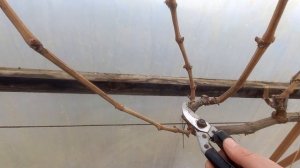 обрезка винограда, пятилетние кусты, формирование на ?