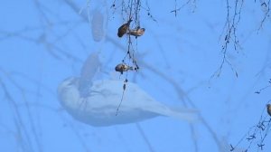 Стайка чечеток пирует на берёзовых ветках