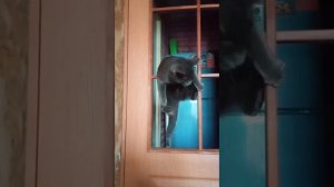 Когда домашний кот решил стать цирковым артистом😄