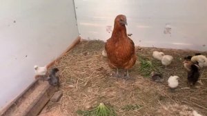 Цыплята на улице🐥и снова мальчик или девочка😊одуванчики и пророщенные зерно курам_ 23 апреля 2025г