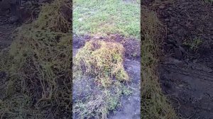 Улица первомайская села Салтыковка Ртищевского район