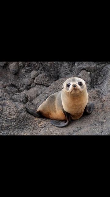 Знак Морской Котик 🌊😸#астрология #гороскоп #козерог смотреть онлайн