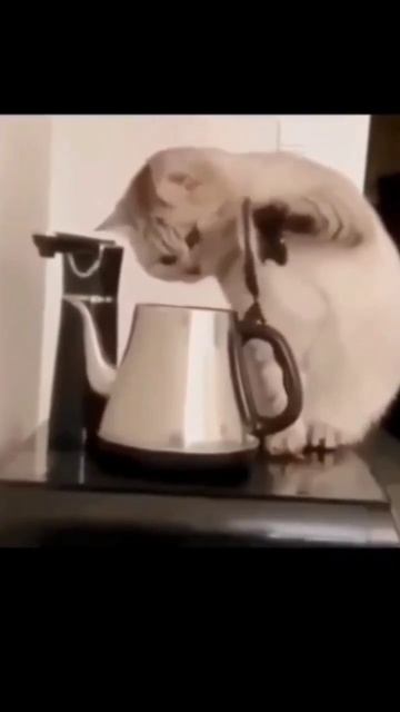 кот в чайнике/рек #рекомендации#пожалуйста/в рек# смотреть онлайн