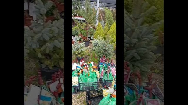 Ежевика без шипов. Amora sem picos.