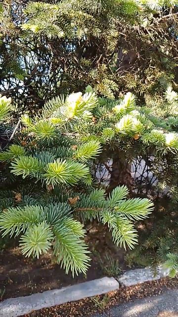 Гулять и Замечать Везде Прекрасное, Любим Семейные Пр? смотреть онлайн