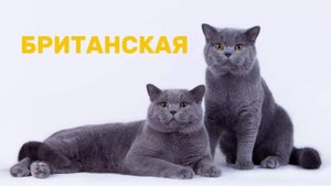Британские кошки. Кто такая британская кошка и чем интересна ее порода?