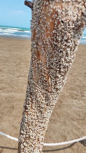 во всем есть обратная сторона) трипофобам лучше не смо смотреть онлайн