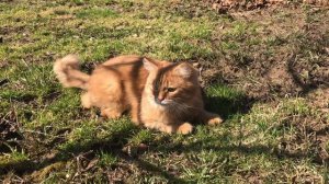 Кот Альфушка бегает по участку