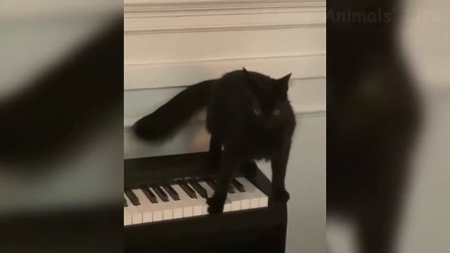 Ох уж эти домашние животные !!!Oh, this Is pets !!! смотреть онлайн