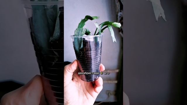 Как оживить шлюмбергеру😊Лайфхак из ТикТок 🔥🦋#шлюмбергера #уходзарастением #растения #комнатныецве