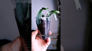 Как оживить шлюмбергеру😊Лайфхак из ТикТок 🔥🦋#шлюмбергера #уходзарастением #растения #комнатныецве