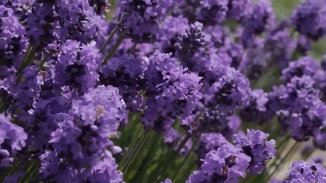 Золовка возмущена: "Твои продукты - ужас! Купи себе отд? смотреть онлайн