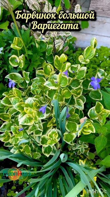Барвинок Большой Вариегата #garden #flowers #nature #сад #дачасад