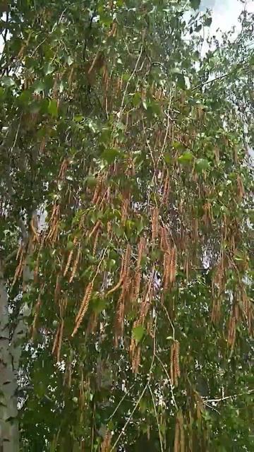 Берёзка нарядилась в серёжки. #березка #берёзка #берёз? смотреть онлайн