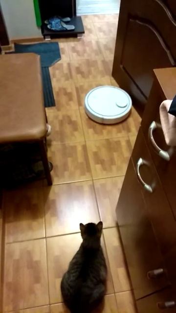Кошка первый раз видит робот-пылесос mi vacuum смотреть онлайн