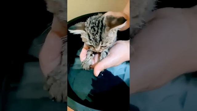 ох уж первый раз!!!. воду боялись. фен тоже пугал!!!но куп смотреть онлайн