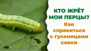 Большой доцент на ночной охоте. Совки, берегитесь!