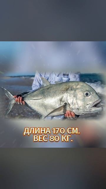 Рыба гигантский Каранкс охотится на птиц смотреть онлайн