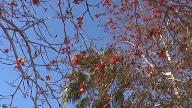 Драма в Египте. смотреть онлайн