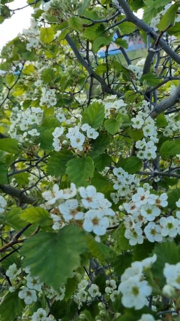 #боярышник #байлангар #красотарядом #кукморскийрайон # смотреть онлайн