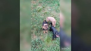 Мальчишки🐕🐶🐕🐶🐕🐶
Пти брабансон и гриффон. Архивное
Прогулки с гриффонами