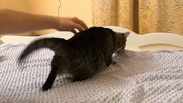 Кошка Цаца и ее трюк "Кошка-брык" смотреть онлайн