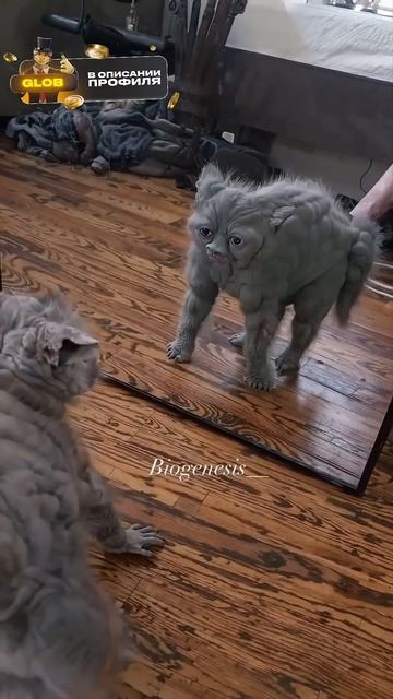 Кот после стиральной машины #shotrs #кот смотреть онлайн