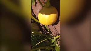 Где я выращиваю кабачки и тыкву. Серия 2