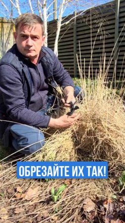 Обязательно обрежьте ЭТИ злаки вот так!
