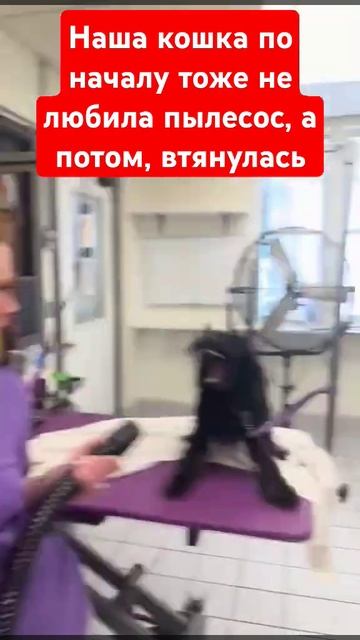 Наша кошка по началу тоже не любила пылесос, а потом, в? смотреть онлайн