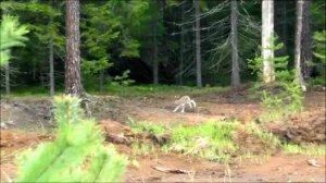 Русские гончие ч.п/ч. Сигнал (Плакуня), Аргон и Лайма 10 мес. вл. Шатров В.А.#охота#топ #hunting