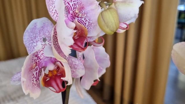 Азалии, что делаю с ними я. Орхидейная болталка) НОВИНК смотреть онлайн