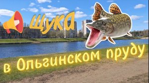 Щука в Городе! Летнее погружение в Ольгинский пруд в Санкт-Петербурге